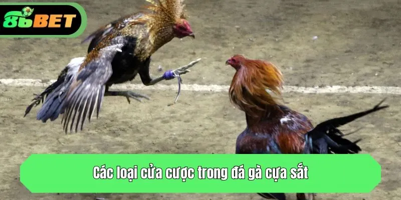 Các loại cửa cược trong đá gà cựa sắt