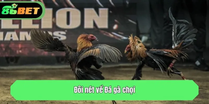 Đôi nét về Đá gà chọi