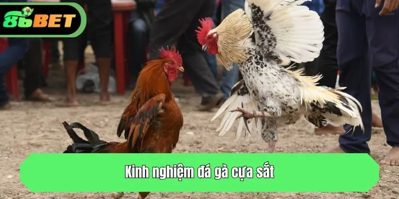 Kinh nghiệm đá gà cựa sắt