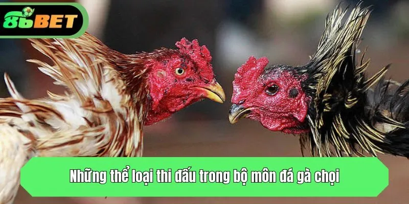 Những thể loại thi đấu trong bộ môn đá gà chọi