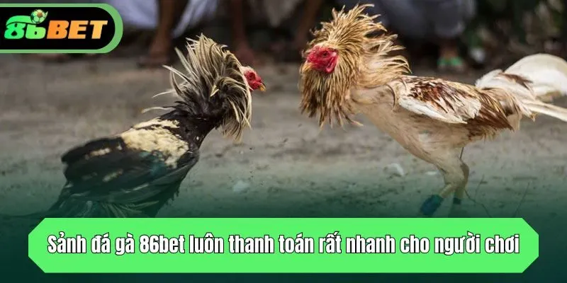 Sảnh đá gà luôn thanh toán rất nhanh cho người chơi 86bet