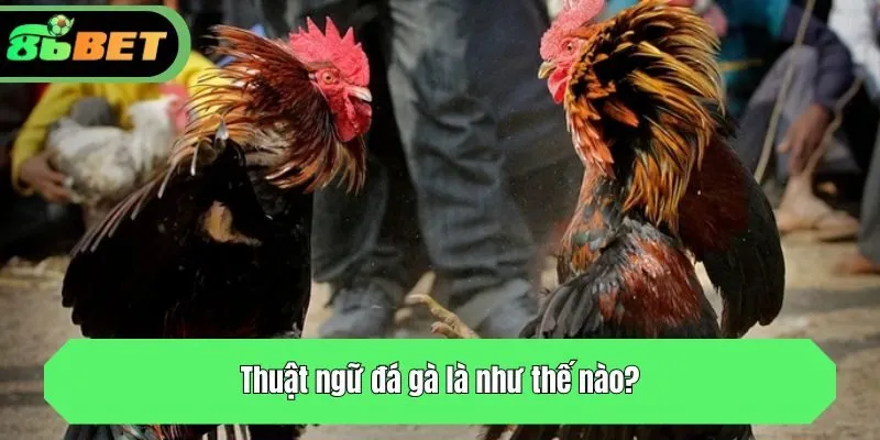 Thuật ngữ đá gà là như thế nào?