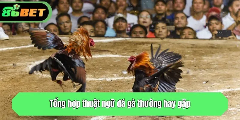 Tổng hợp thuật ngữ đá gà thường hay gặp