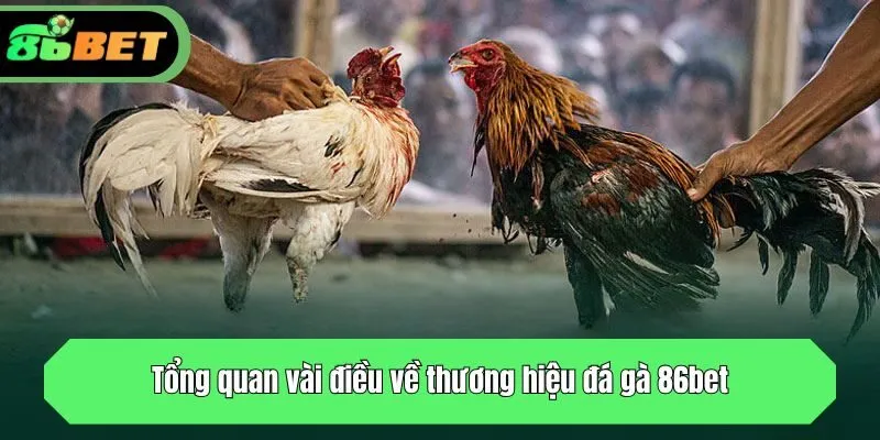 Tổng quan vài điều về thương hiệu đá gà 86bet