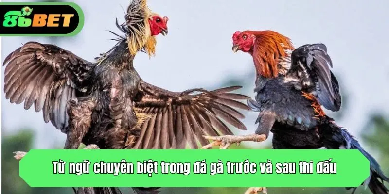 Từ ngữ chuyên biệt trong đá gà trước và sau thi đấu